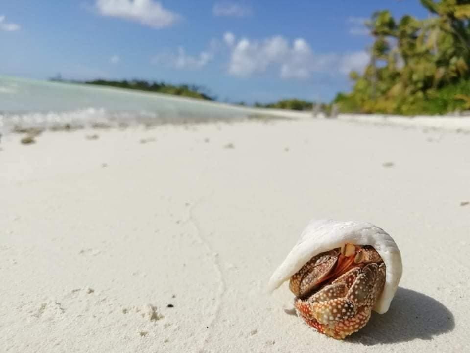 Bernard-l'ermite sur le sable blanc d'une plage de Tetiaroa